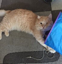First foster cat!!!!!!!!!