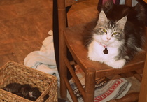 Pregnant Cat