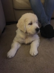 Puppy pictures!!