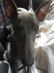 Any knitters who could help me with a Christmas present?