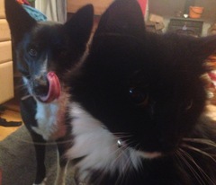 What's your cat doing right now? Pics!