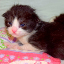 Pregnant Cat