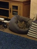 What's your cat doing right now? Pics!