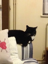 What's your cat doing right now? Pics!