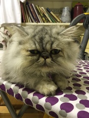 Anyone got Persians? Tell me about them.