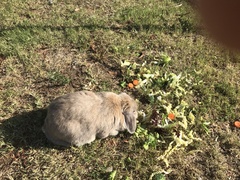 Just taken on a very fat 'dwarf' lop