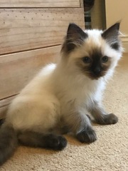 Indoor cat-ragdoll, Maine coon or other?