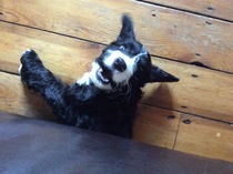 I love my dog.