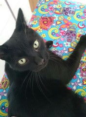 Show me your pussy!