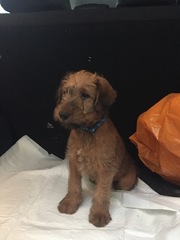 I have spent the puppy fund!