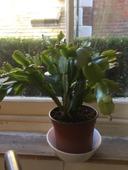 "in the midst of winter, I found there was within me, an invincible summer" Potting shed chat continues here