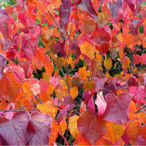 Pink flowering tree/bush