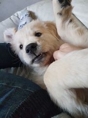 New pup has landed