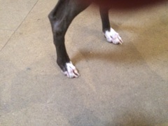 Any knitters who could help me with a Christmas present?