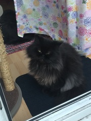 Indoor cat-ragdoll, Maine coon or other?