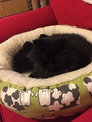 Cat beds