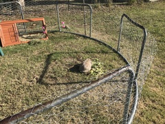 Just taken on a very fat 'dwarf' lop