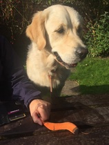 Ive had a golden retriever puppy 4 days....and changed my mind