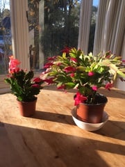 "in the midst of winter, I found there was within me, an invincible summer" Potting shed chat continues here