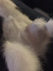Poorly kitten hand hold