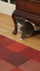Kittens after a 10 year gap.