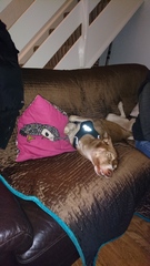 Another whiny thread about finding a rescue dog!