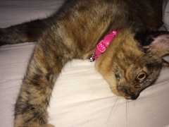 What's your cat doing right now? Pics!