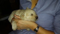 Puppy pictures!!