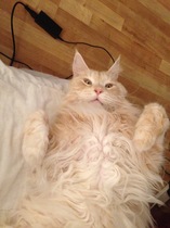 Indoor cat-ragdoll, Maine coon or other?