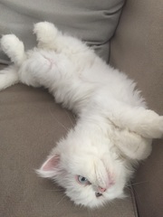 Anyone got Persians? Tell me about them.