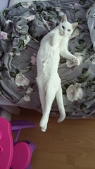 Show me your pussy!