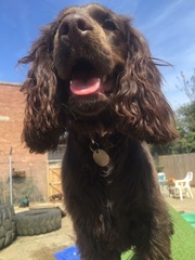 Show me your dogs while I'm waiting for mine!