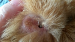 Bunny ear wax sporn.