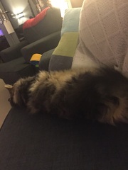 Show me your pussy!