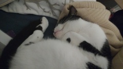What's your cat doing right now? Pics!