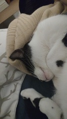 What's your cat doing right now? Pics!