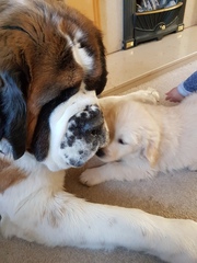 New pup has landed