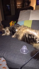 Show me your pussy!