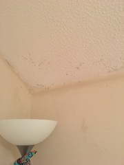 Condensation damp