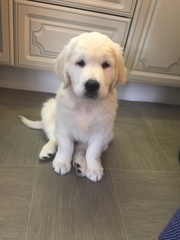 Puppy pictures!!