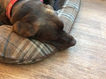 I love my dog.