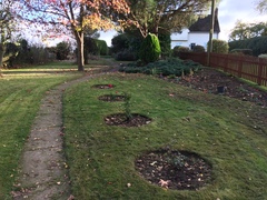 Turning back garden into veg patch