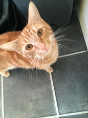 Show me your pussy!
