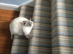 Indoor cat-ragdoll, Maine coon or other?