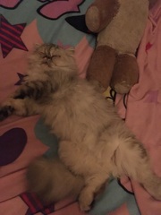 Anyone got Persians? Tell me about them.