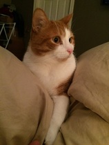 Show me your pussy!