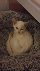 Show me your pussy!