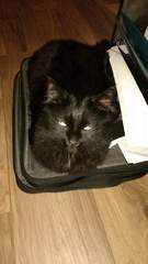 She keeps getting in my suitcase