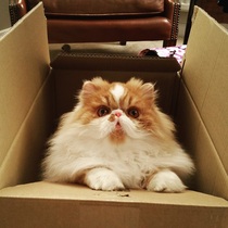 Anyone got Persians? Tell me about them.