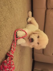 Puppy pictures!!